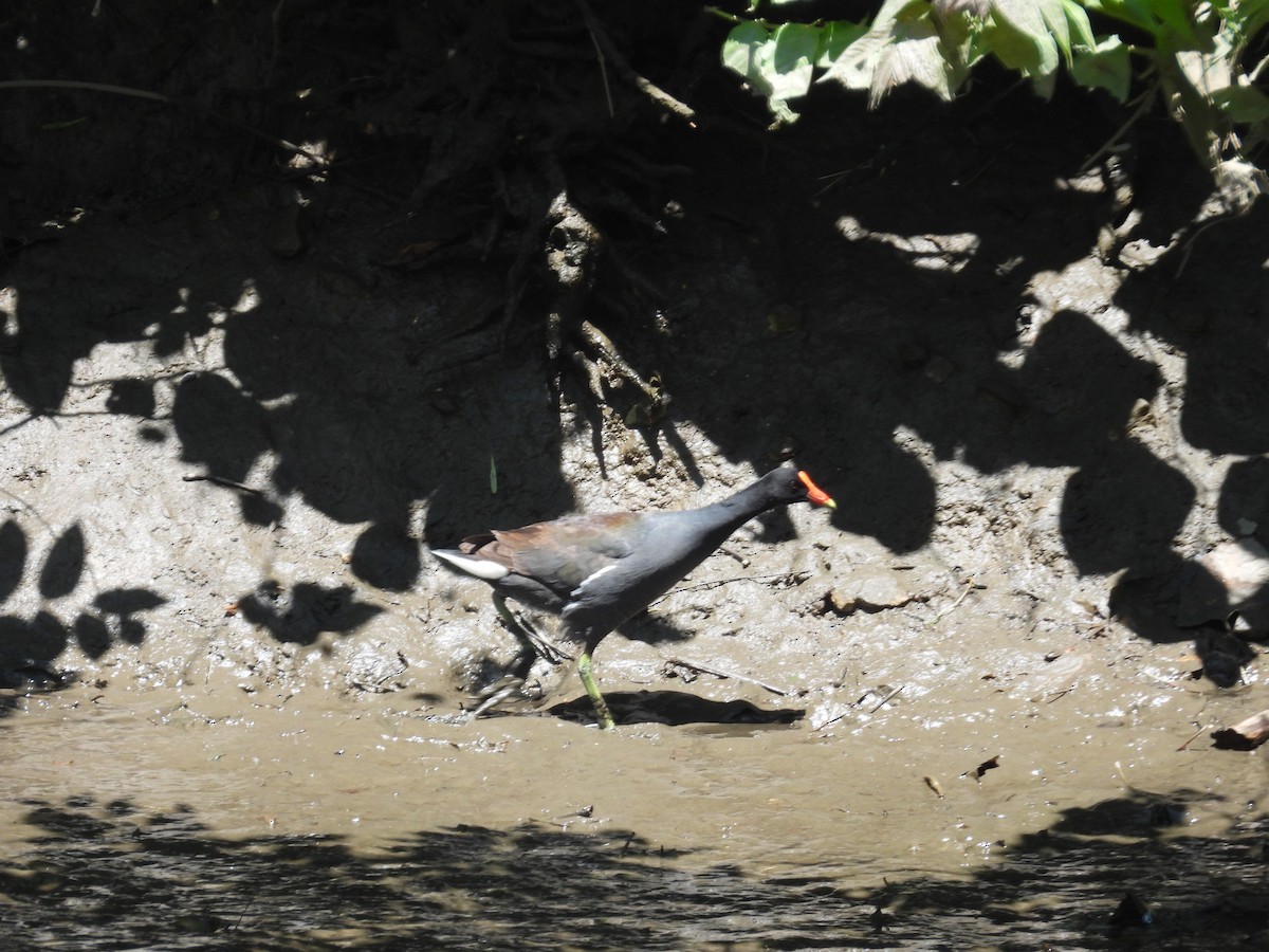 Common Gallinule - ML636983086