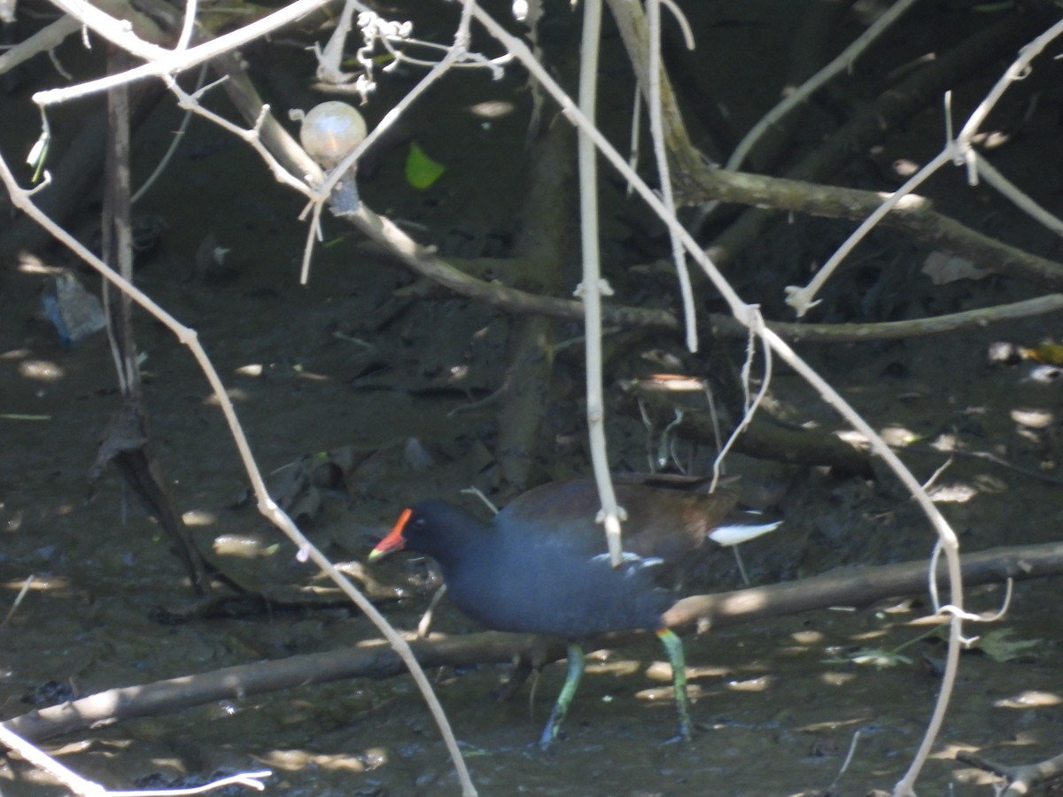 Common Gallinule - ML636983096
