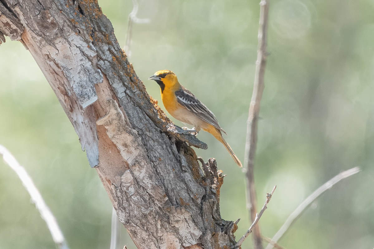 Oriole de Bullock - ML636983137