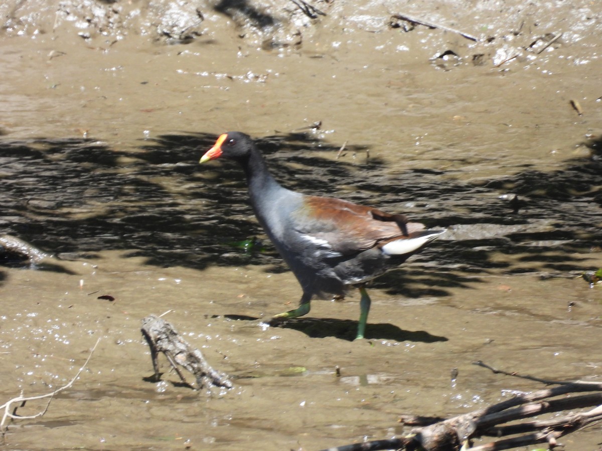 Common Gallinule - ML636983162