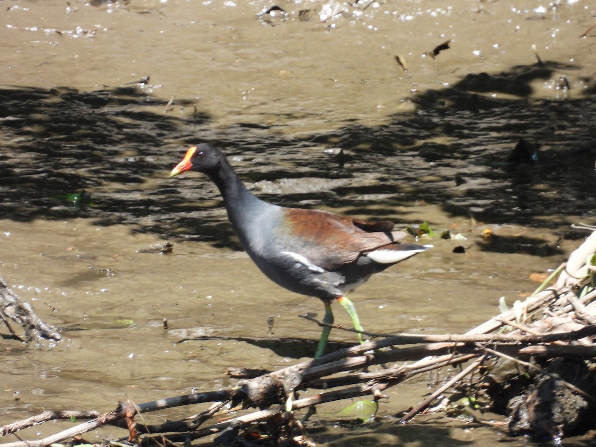 Common Gallinule - ML636983172