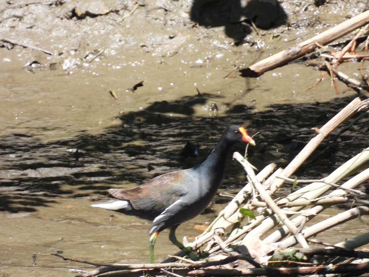 Common Gallinule - ML636983188