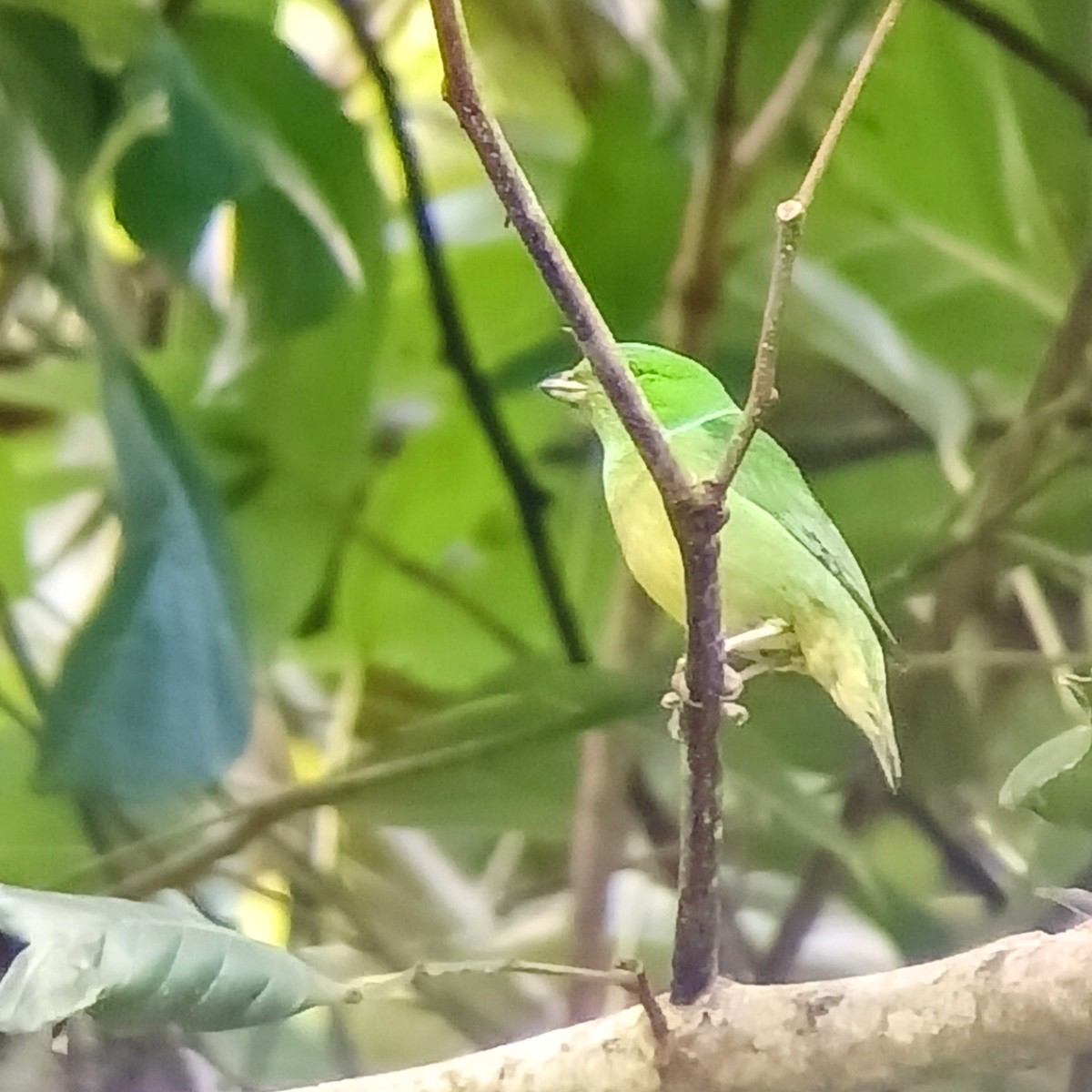 Blue-crowned Chlorophonia - ML636983240