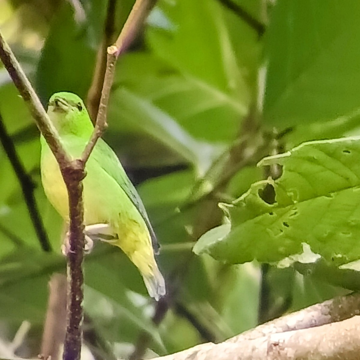 Blue-crowned Chlorophonia - ML636983241