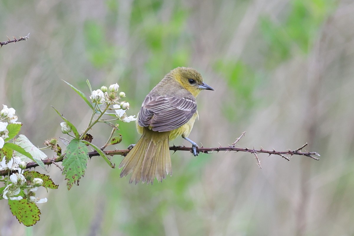 Orchard Oriole - ML636983311