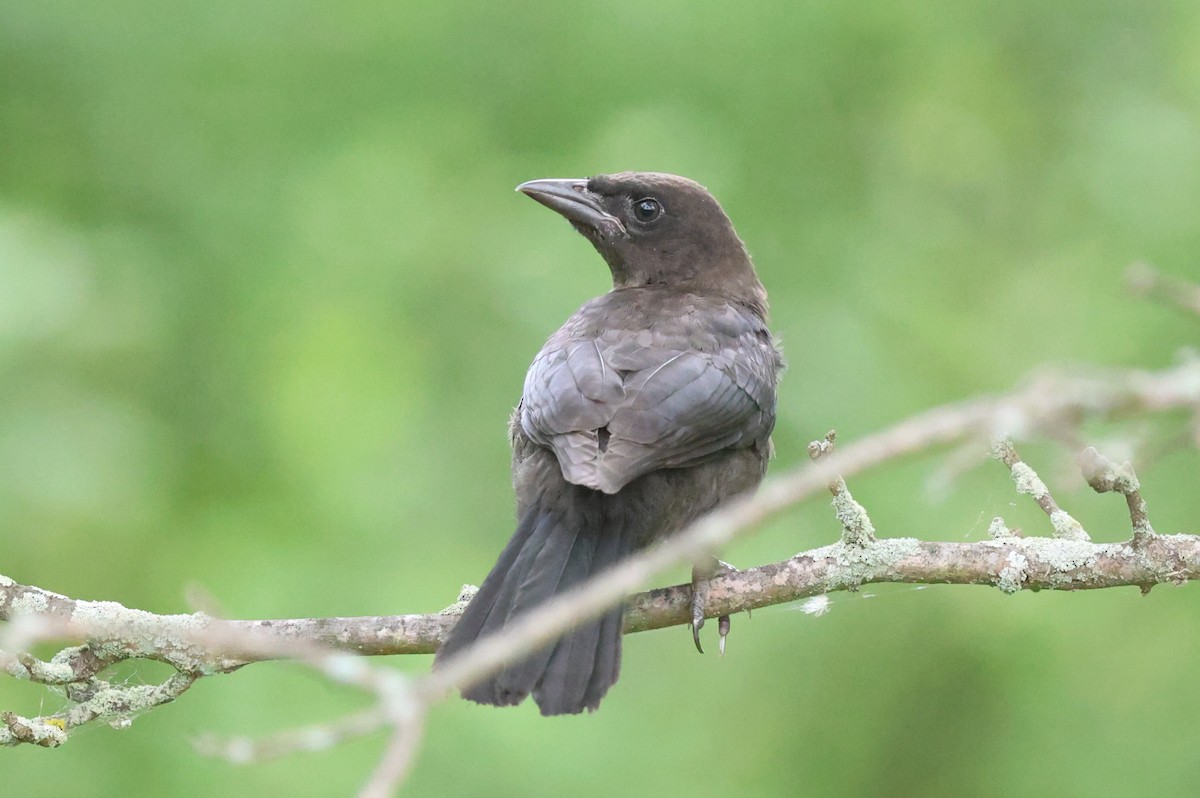 Common Grackle - ML636983336
