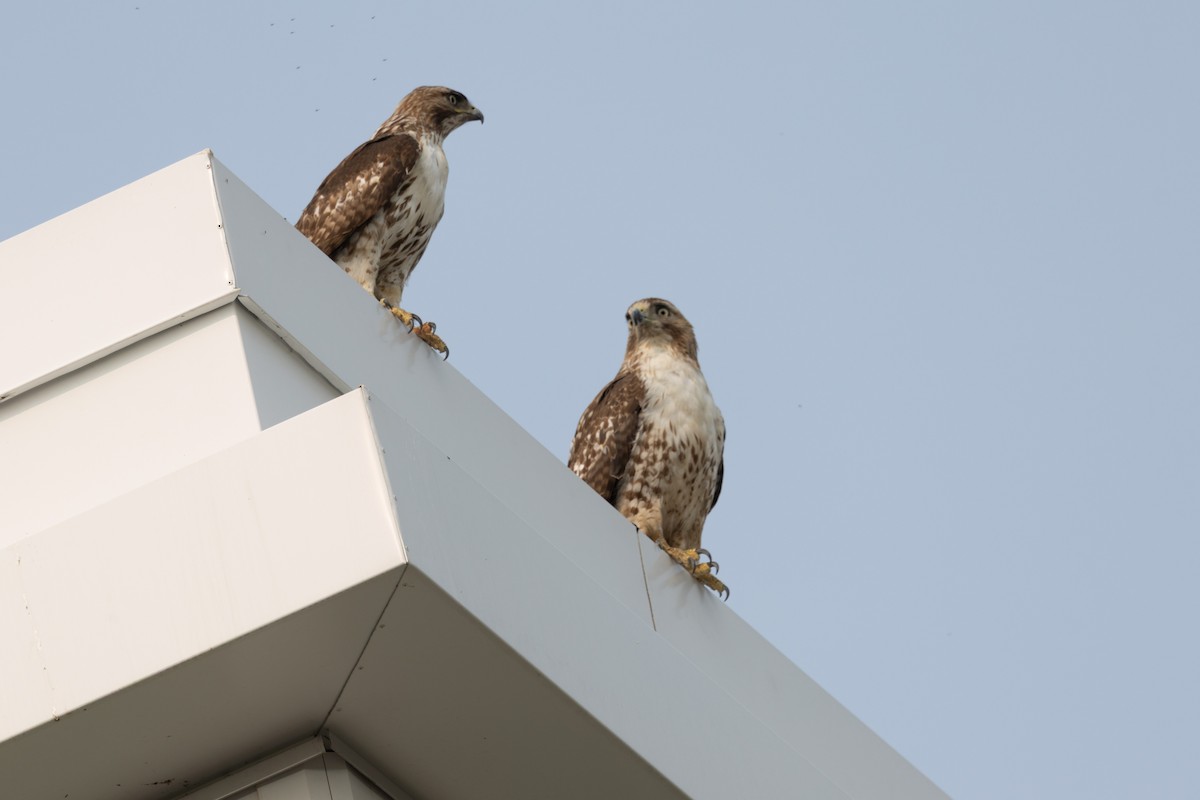 Red-tailed Hawk - ML636983412