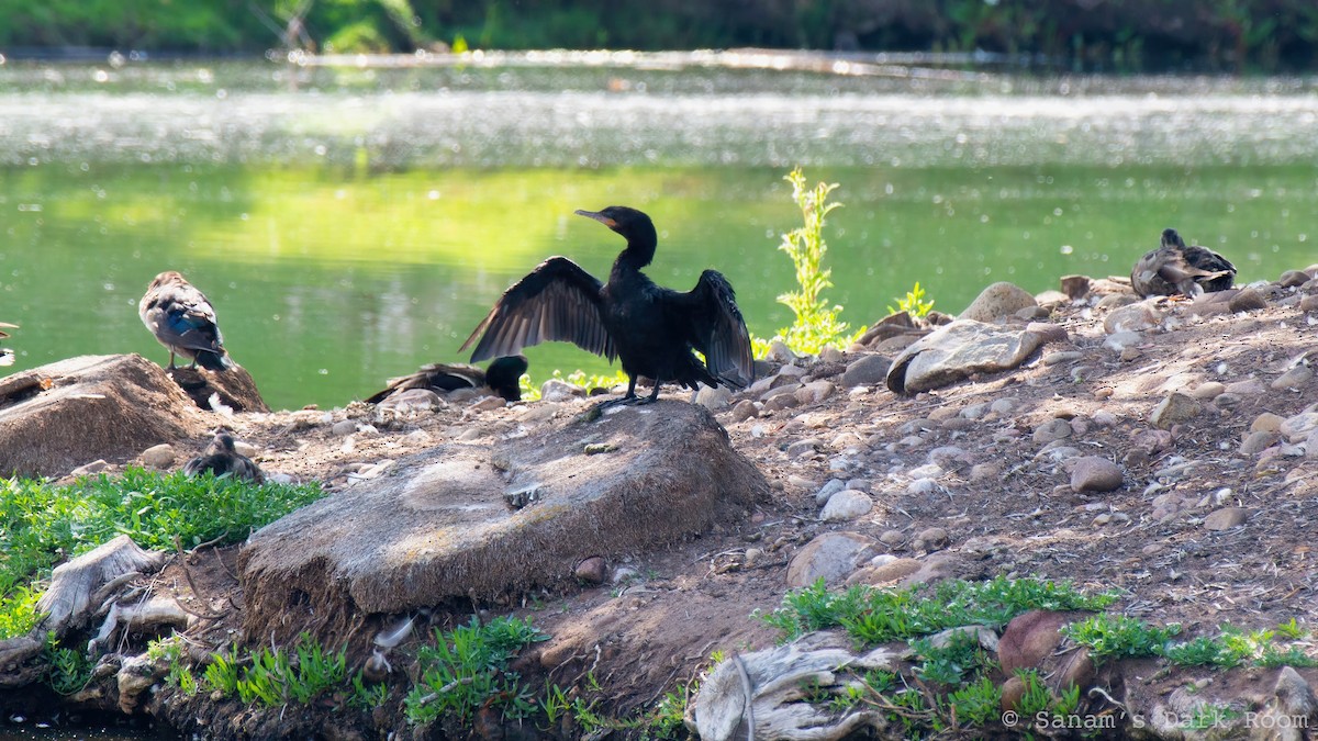 Cormoran à aigrettes ou C. vigua - ML636983453