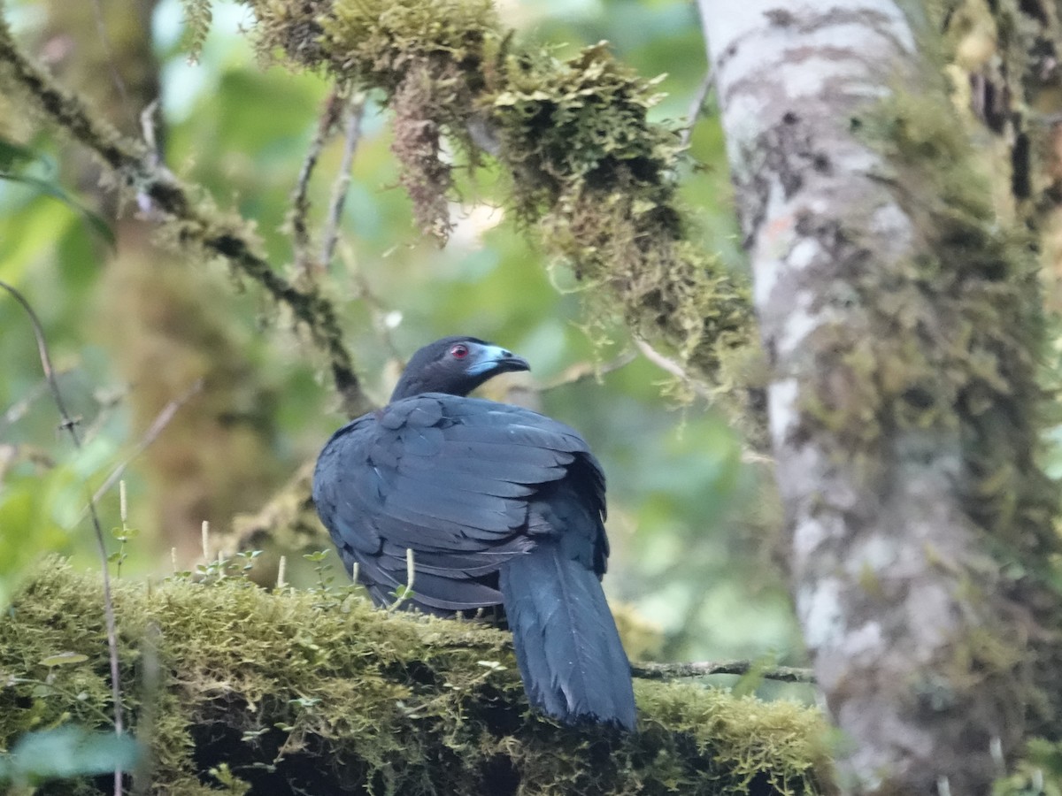 Black Guan - ML636983499