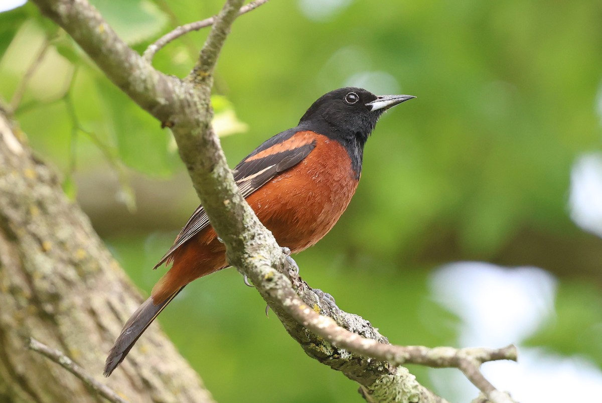 Orchard Oriole - ML636983513