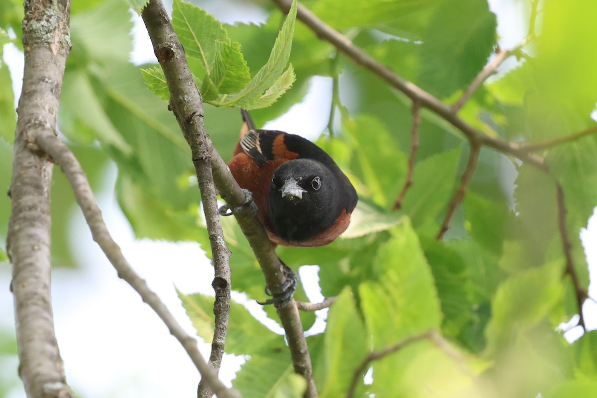 Orchard Oriole - ML636983514
