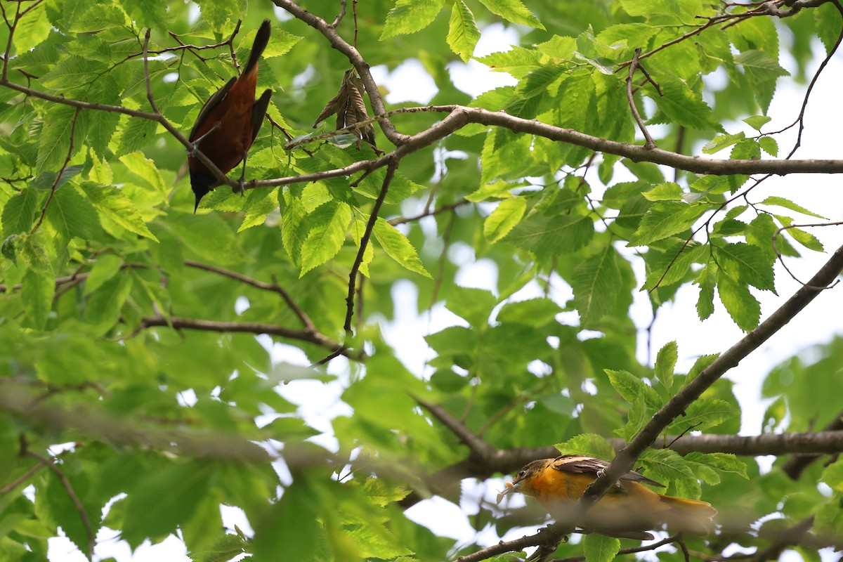 Orchard Oriole - ML636983519