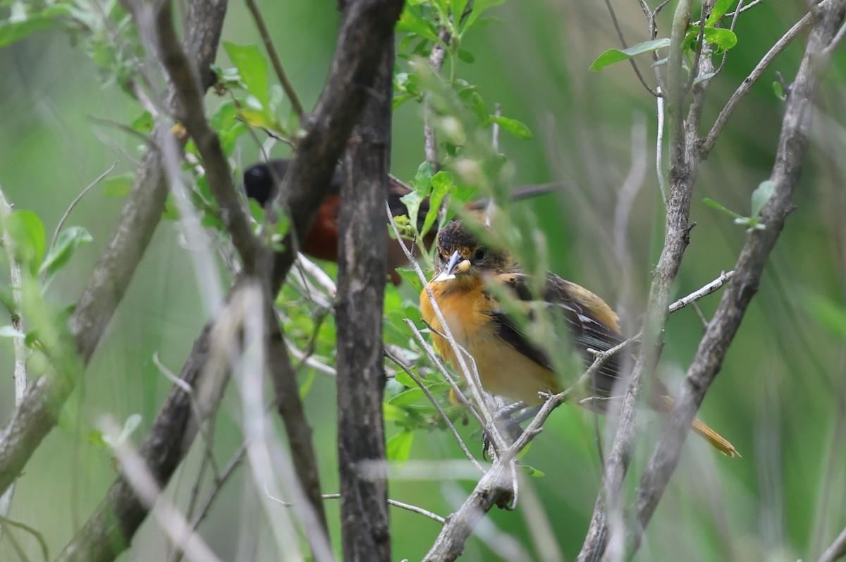 Orchard Oriole - ML636983522