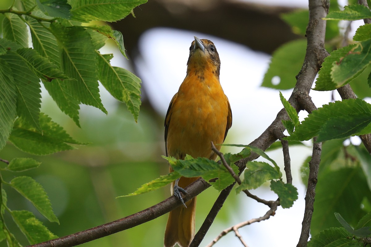 Baltimore Oriole - ML636983551