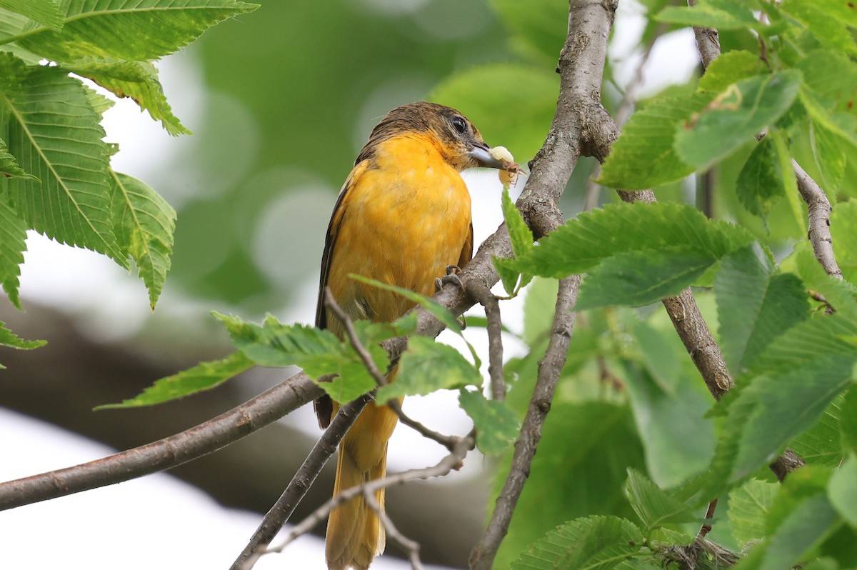 Baltimore Oriole - ML636983564