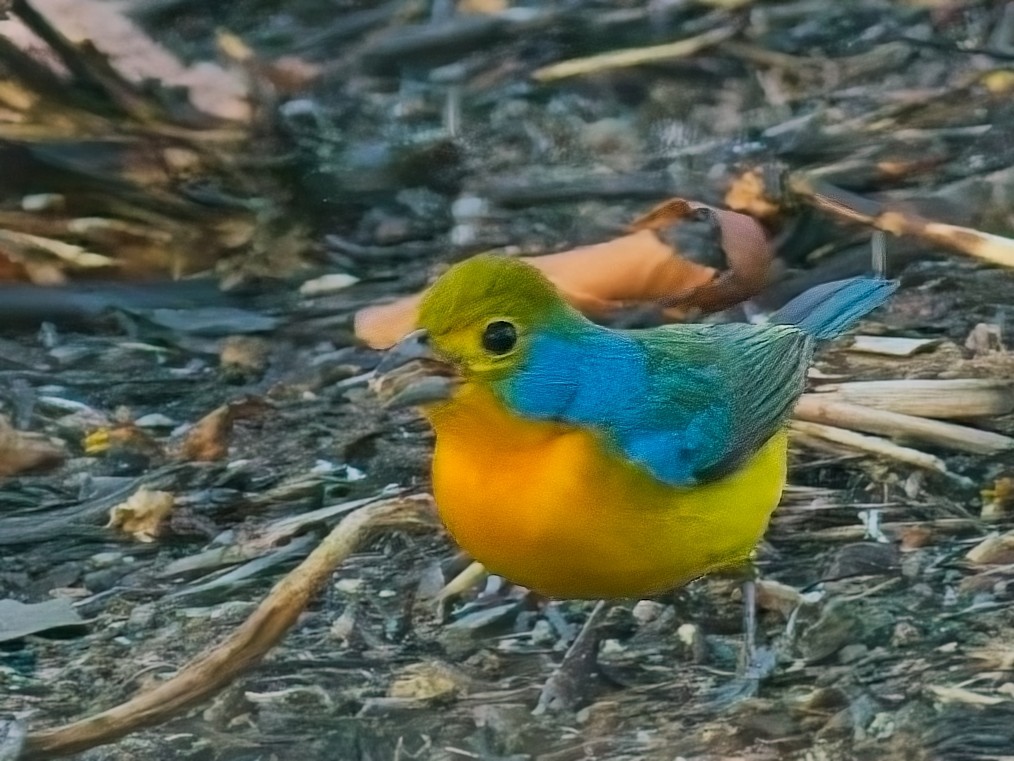 Orange-breasted Bunting - ML636983634