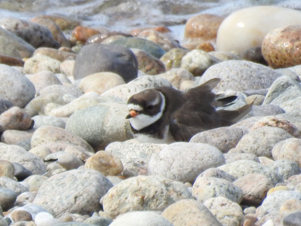 Semipalmated Plover - ML636983680