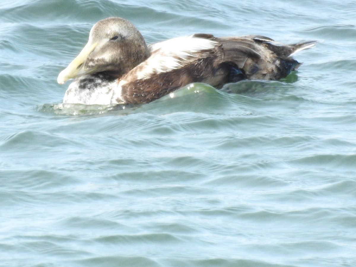 Common Eider - ML636983683