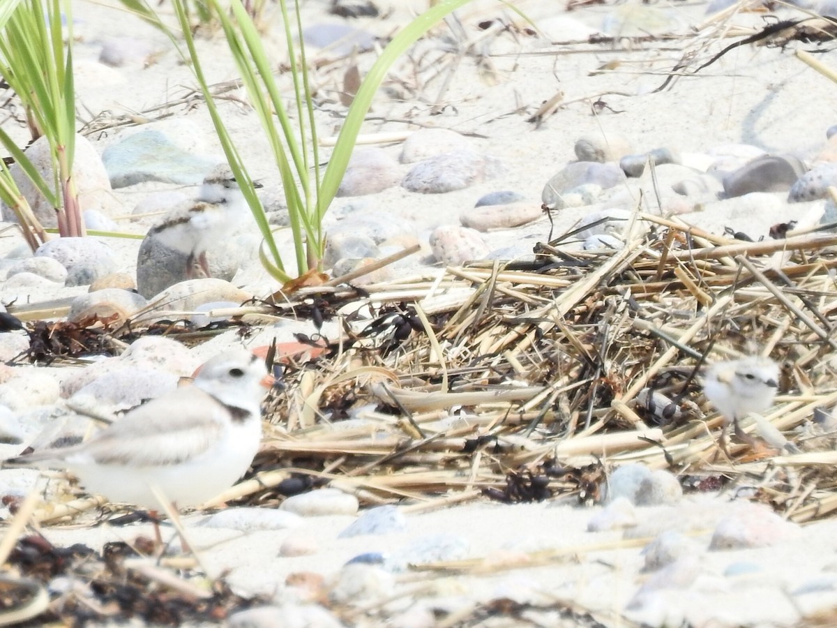Piping Plover - ML636983695