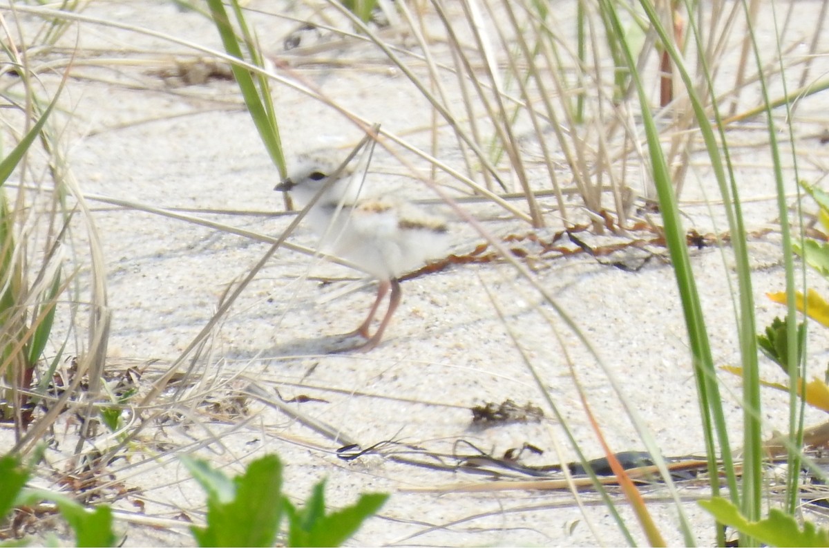Piping Plover - ML636983696