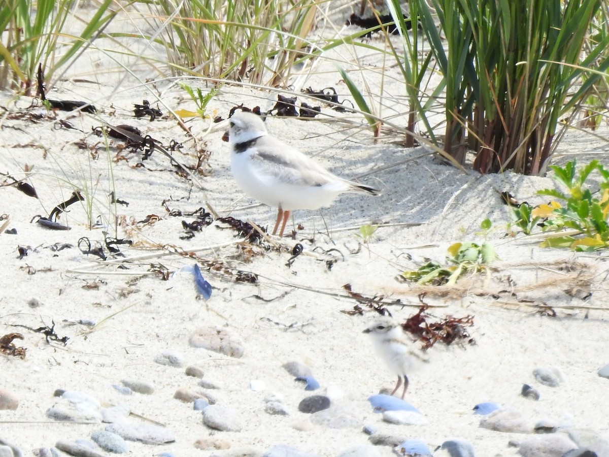 Piping Plover - ML636983697
