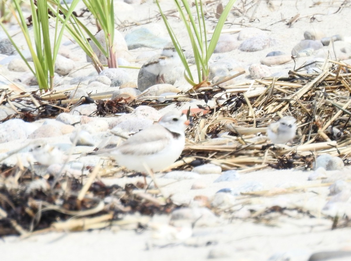 Piping Plover - ML636983698