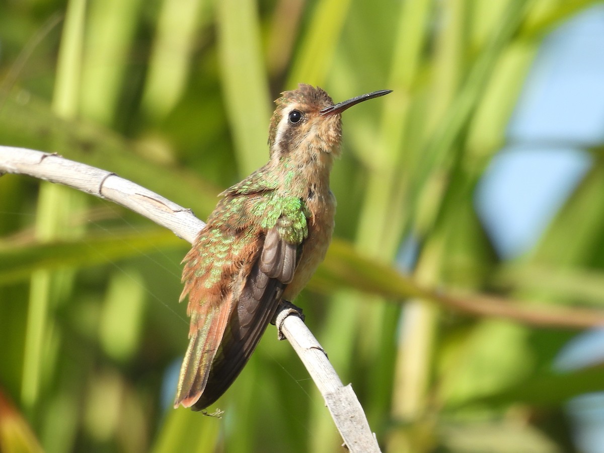 Xantus's Hummingbird - ML636983705