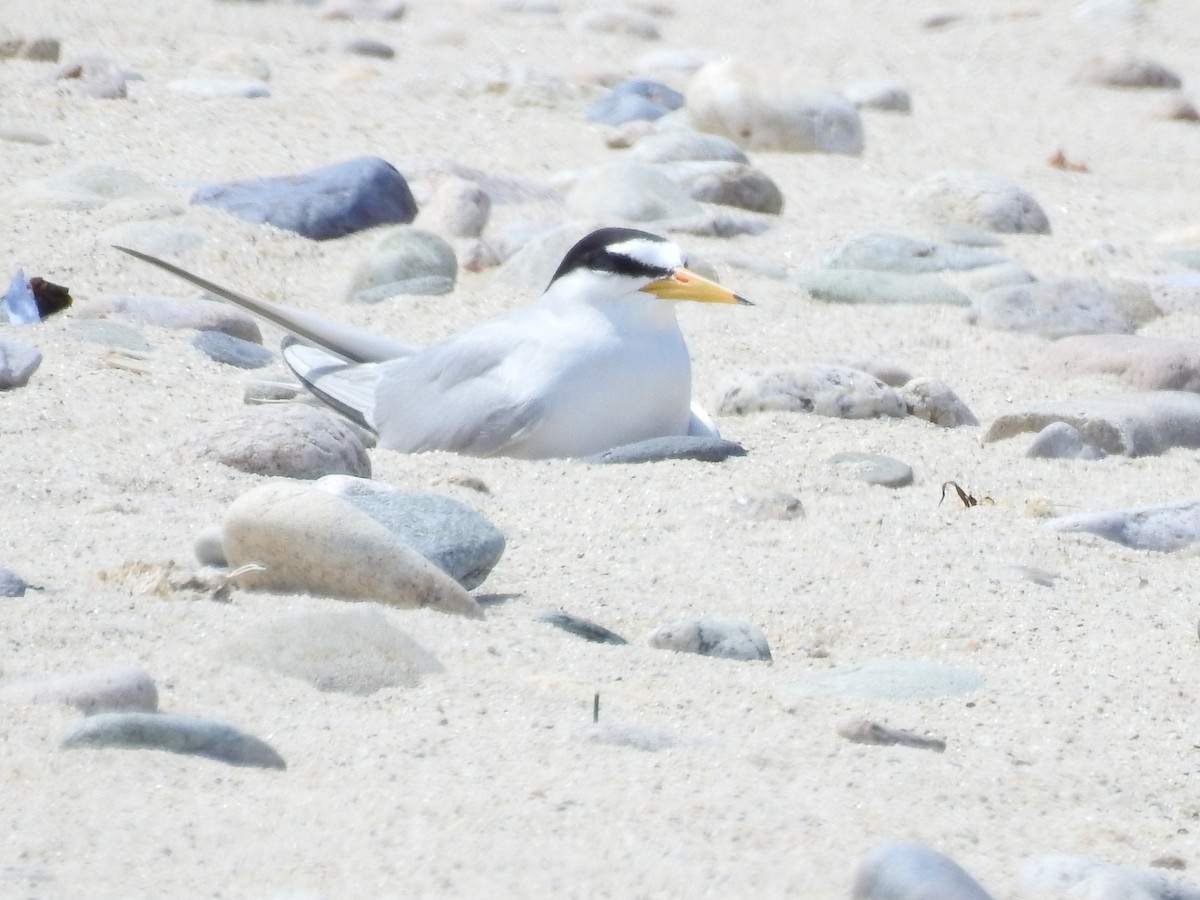 Least Tern - ML636983708