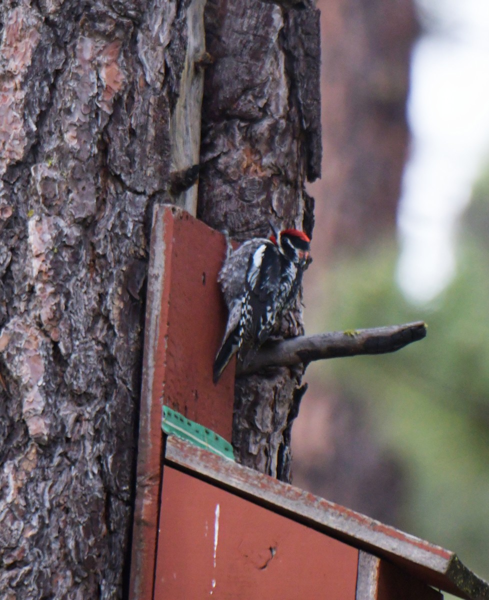 Red-naped Sapsucker - ML636983734