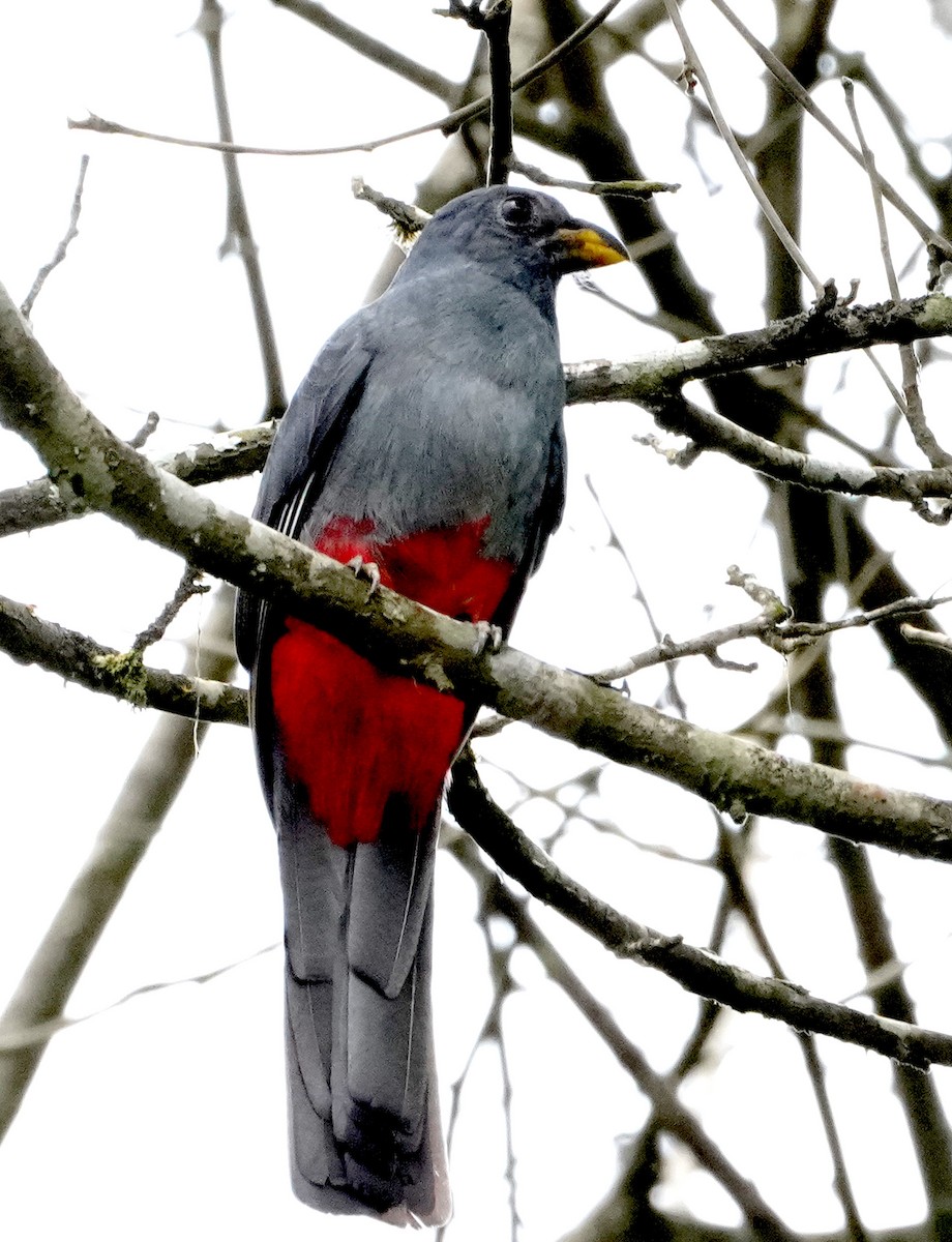 Trogon à queue noire - ML636983799