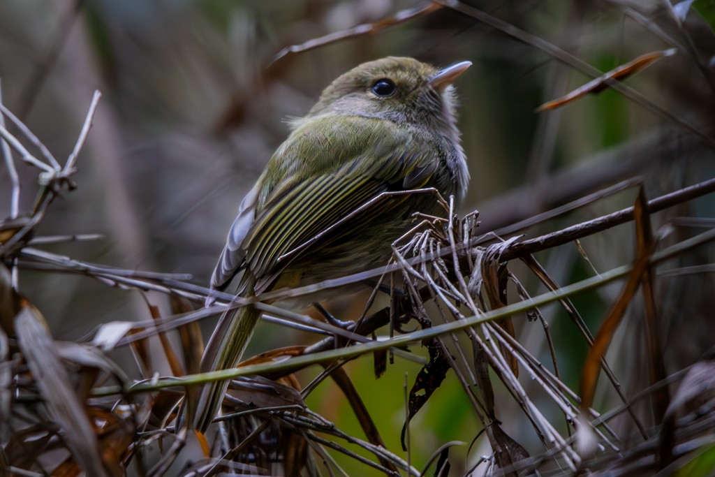Drab-breasted Pygmy-Tyrant - ML636983853