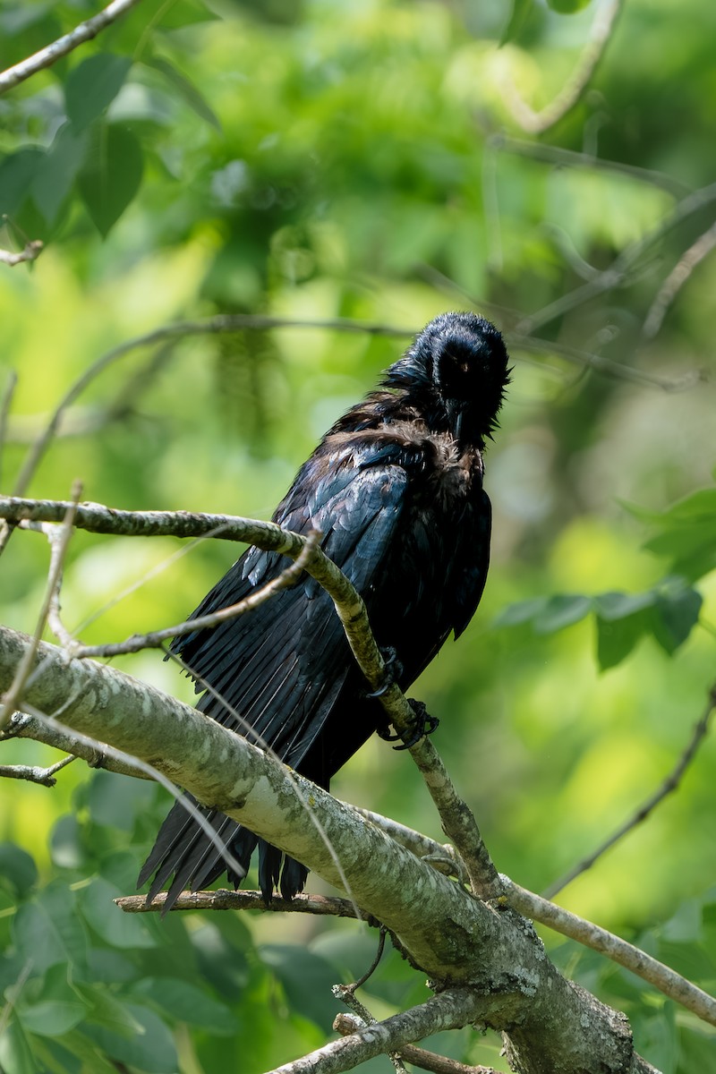 Fish Crow - ML636983866