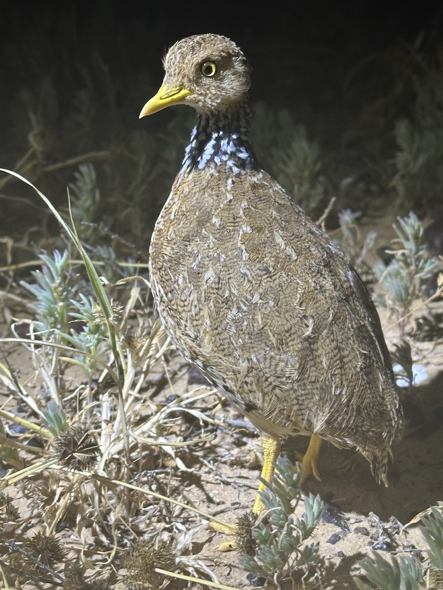 dropík australský - ML636983921