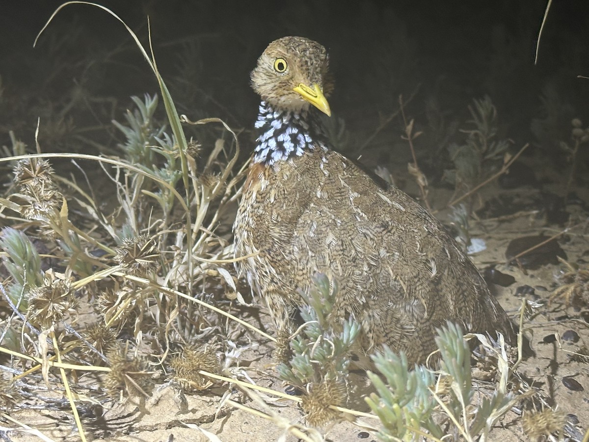 dropík australský - ML636983922