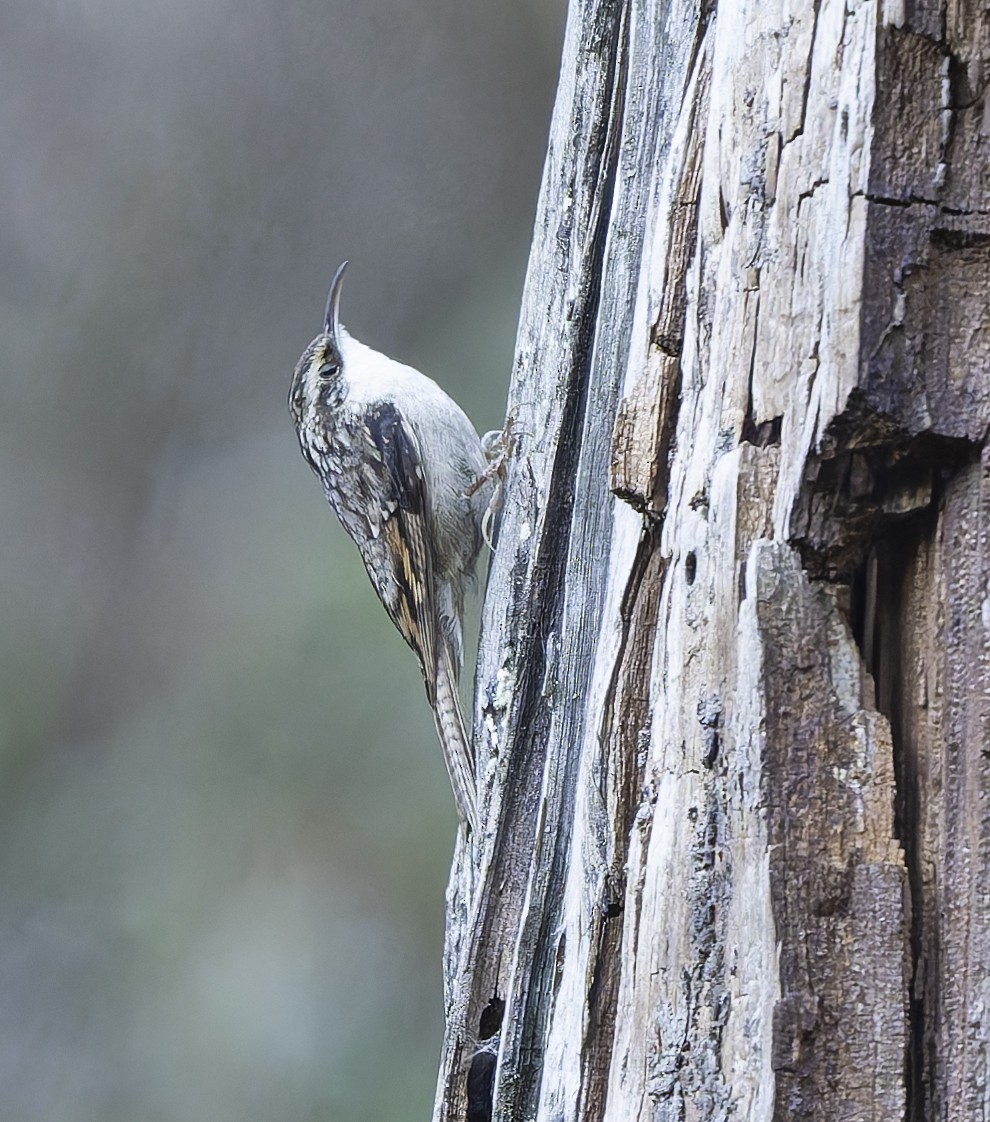 Bar-tailed Treecreeper - ML636984057