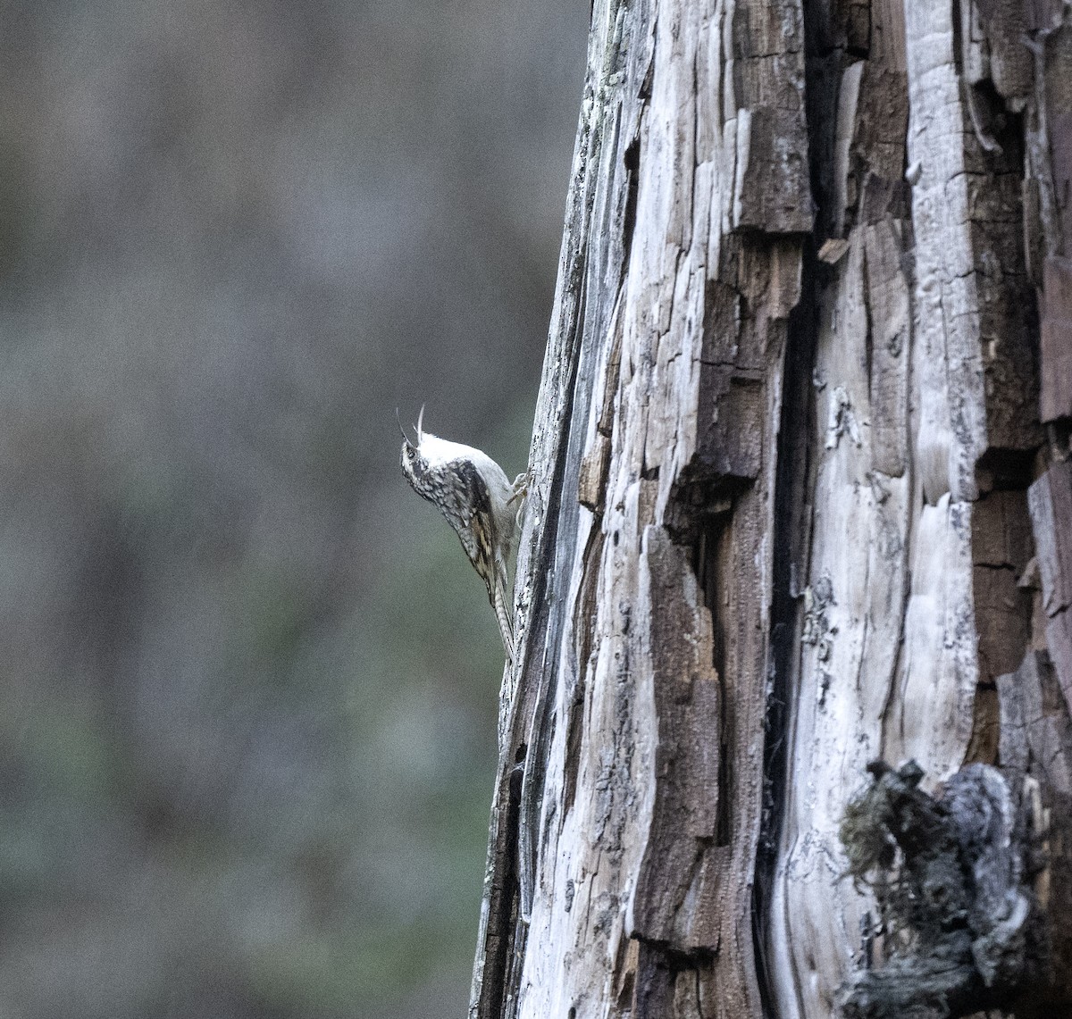 Bar-tailed Treecreeper - ML636984075