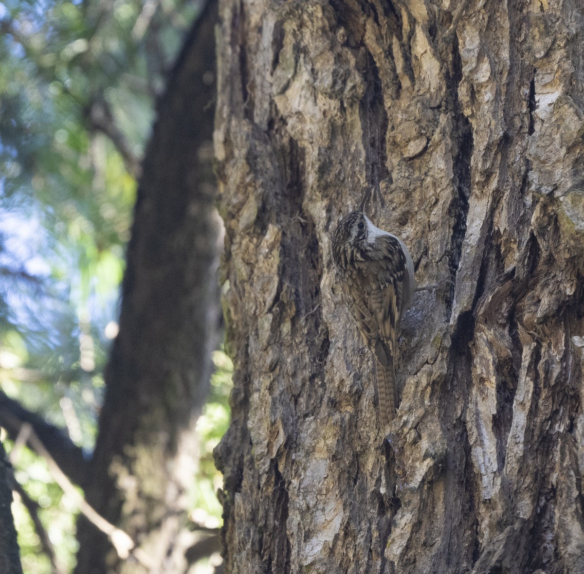 Bar-tailed Treecreeper - ML636984077