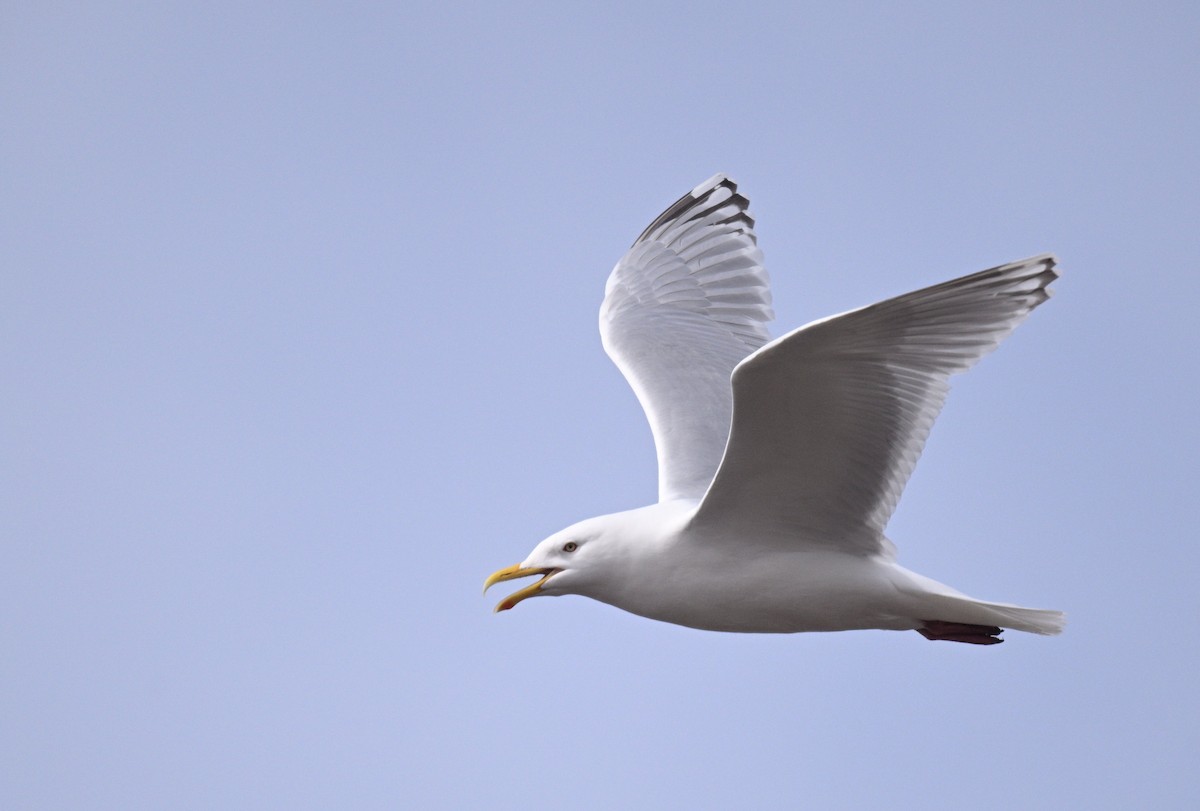 American Herring x Glaucous Gull (hybrid) - ML636984104