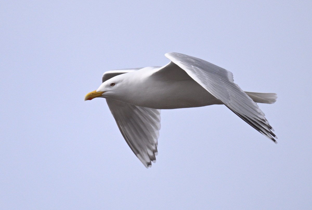 American Herring x Glaucous Gull (hybrid) - ML636984114