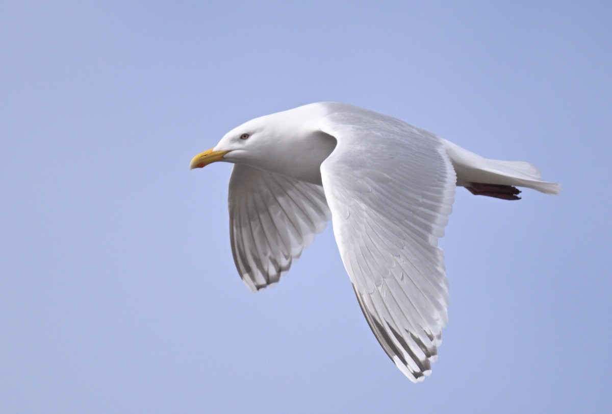 American Herring x Glaucous Gull (hybrid) - ML636984115