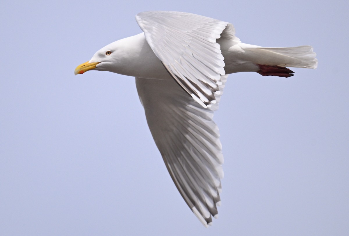 American Herring x Glaucous Gull (hybrid) - ML636984116
