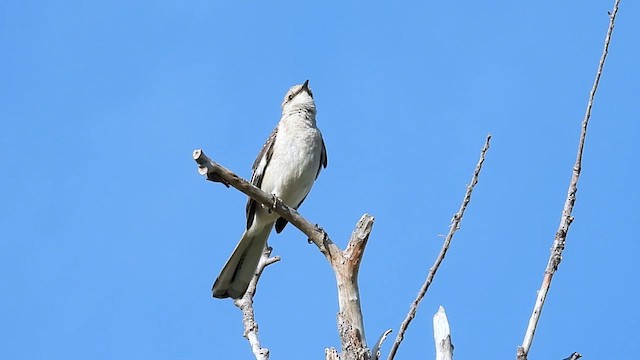 Kuzeyli Taklitçi - ML636984173