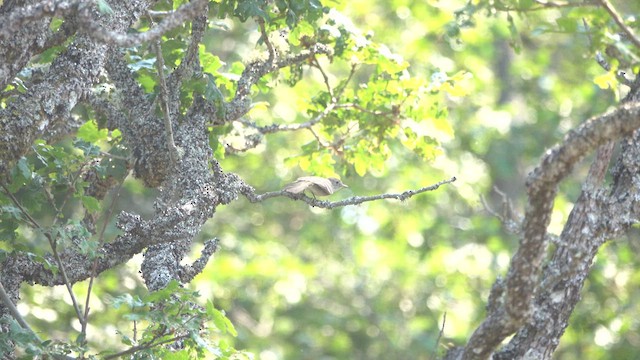 Gray Flycatcher - ML636984335