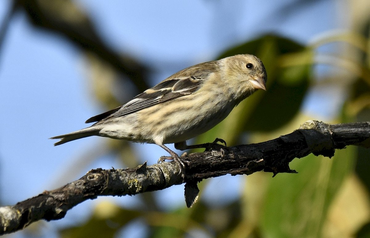 Pine Siskin x American Goldfinch (hybrid) - ML636984342