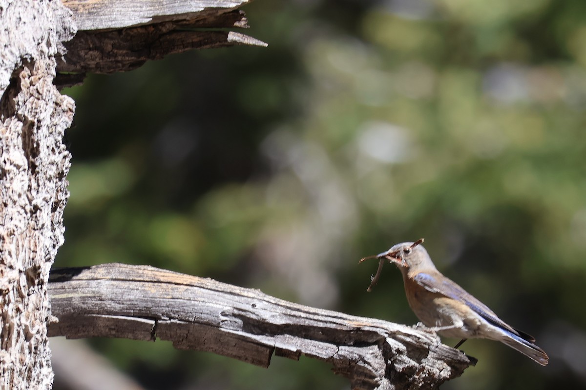 Western Bluebird - ML636984394