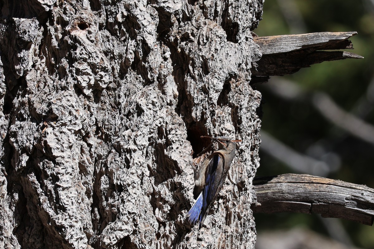 Western Bluebird - ML636984406