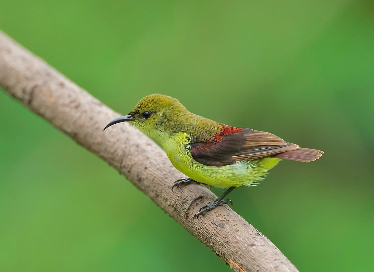 Crimson-backed Sunbird - ML636984467