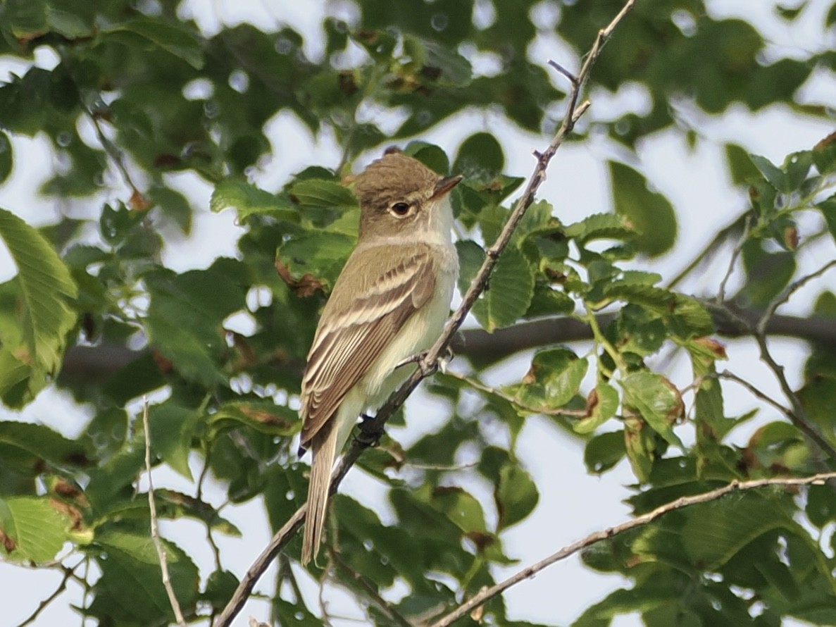 חטפית ער - ML636984479