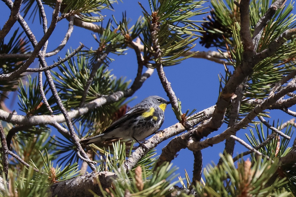 Yellow-rumped Warbler - ML636984488