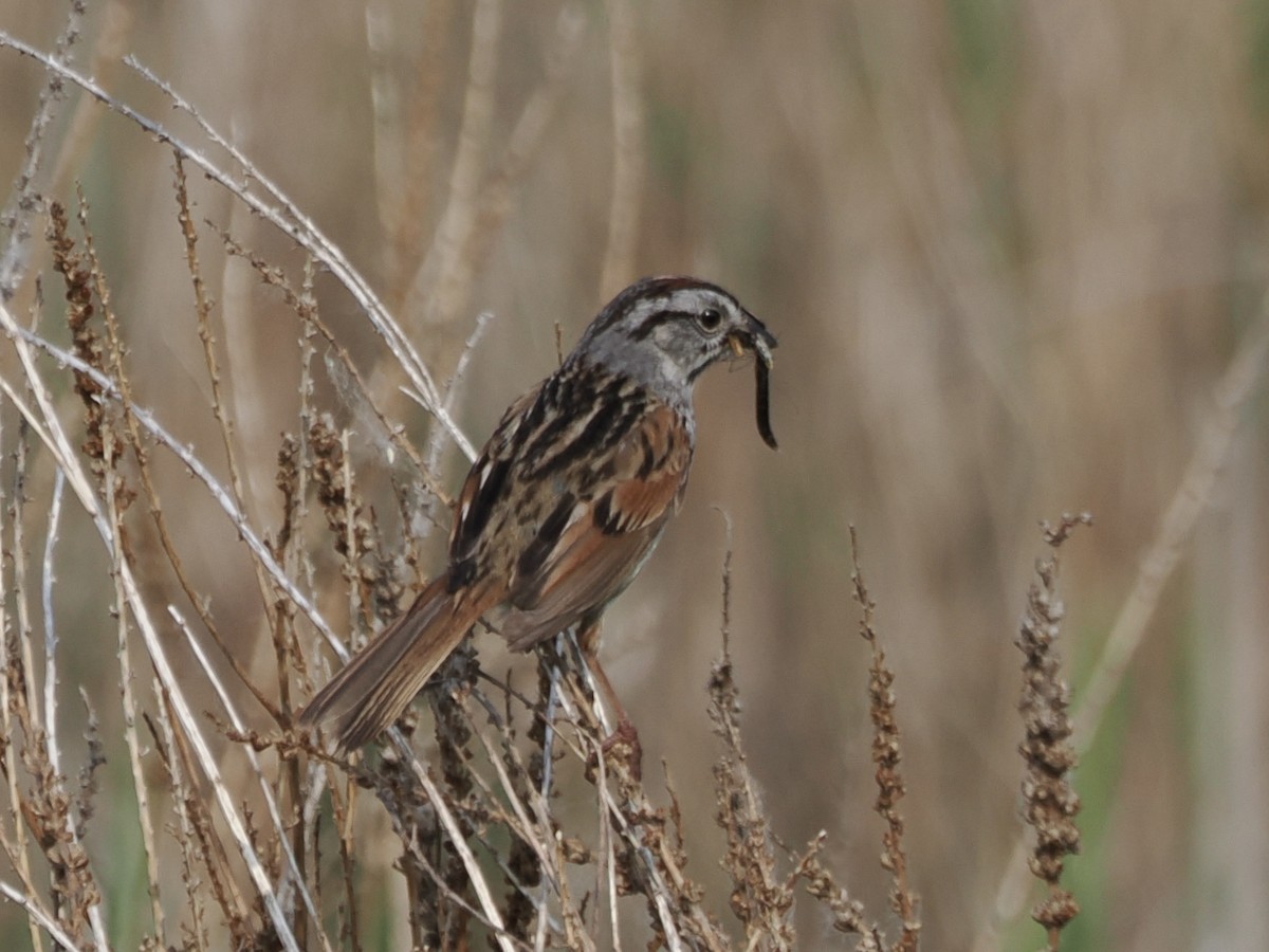 Swamp Sparrow - ML636984525